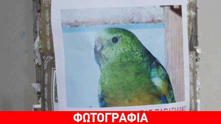 Καλαμάτα: Όποιος βρει το μπλε παπαγαλάκι να ειδοποιήσει…